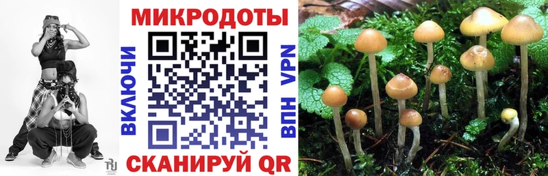 KRAKEN ссылка  Очёр  дарк нет как зайти  Псилоцибиновые грибы Psilocybe 